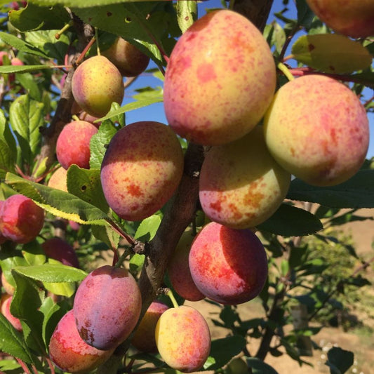 Ugly Heirloom Fruits