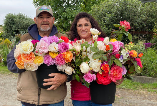 You Pick Roses on Sale & The Fruit Forecast