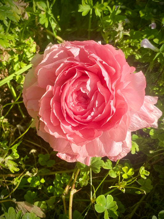 Encore Encore! April 20th & 21st, Rose Sale & Open Orchard Days