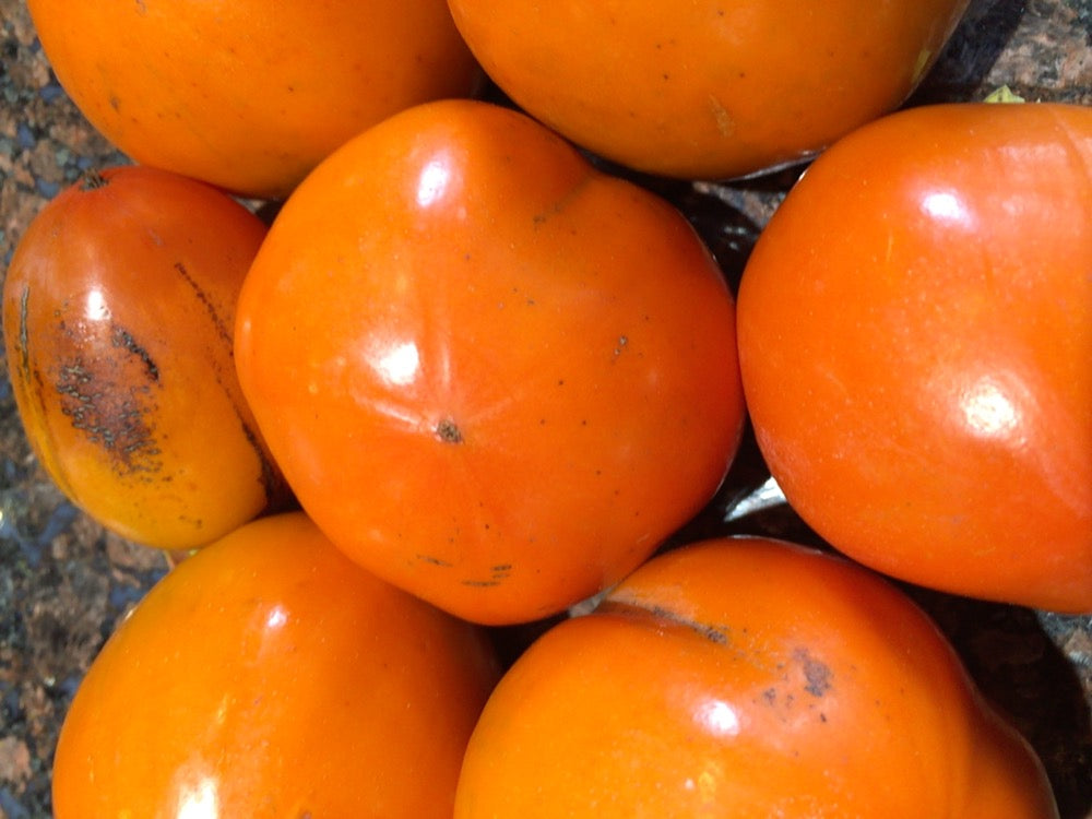 The Eating of Persimmons – Birdsong Orchards