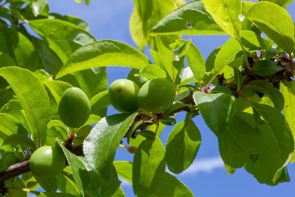 Fruit Thinning, AKA: How to Kill the Many to Benefit the Precious Deli – Birdsong  Orchards