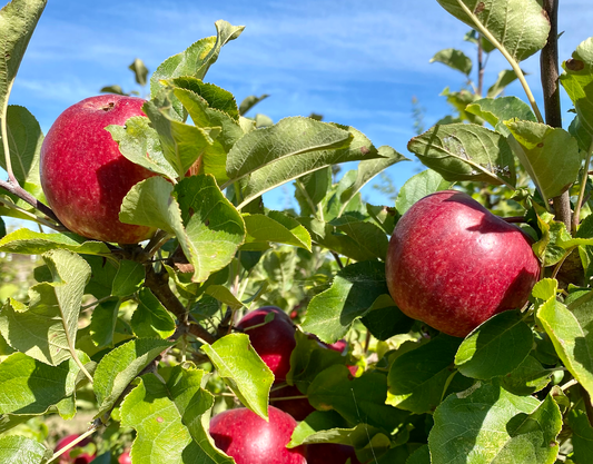 Summer Apples!