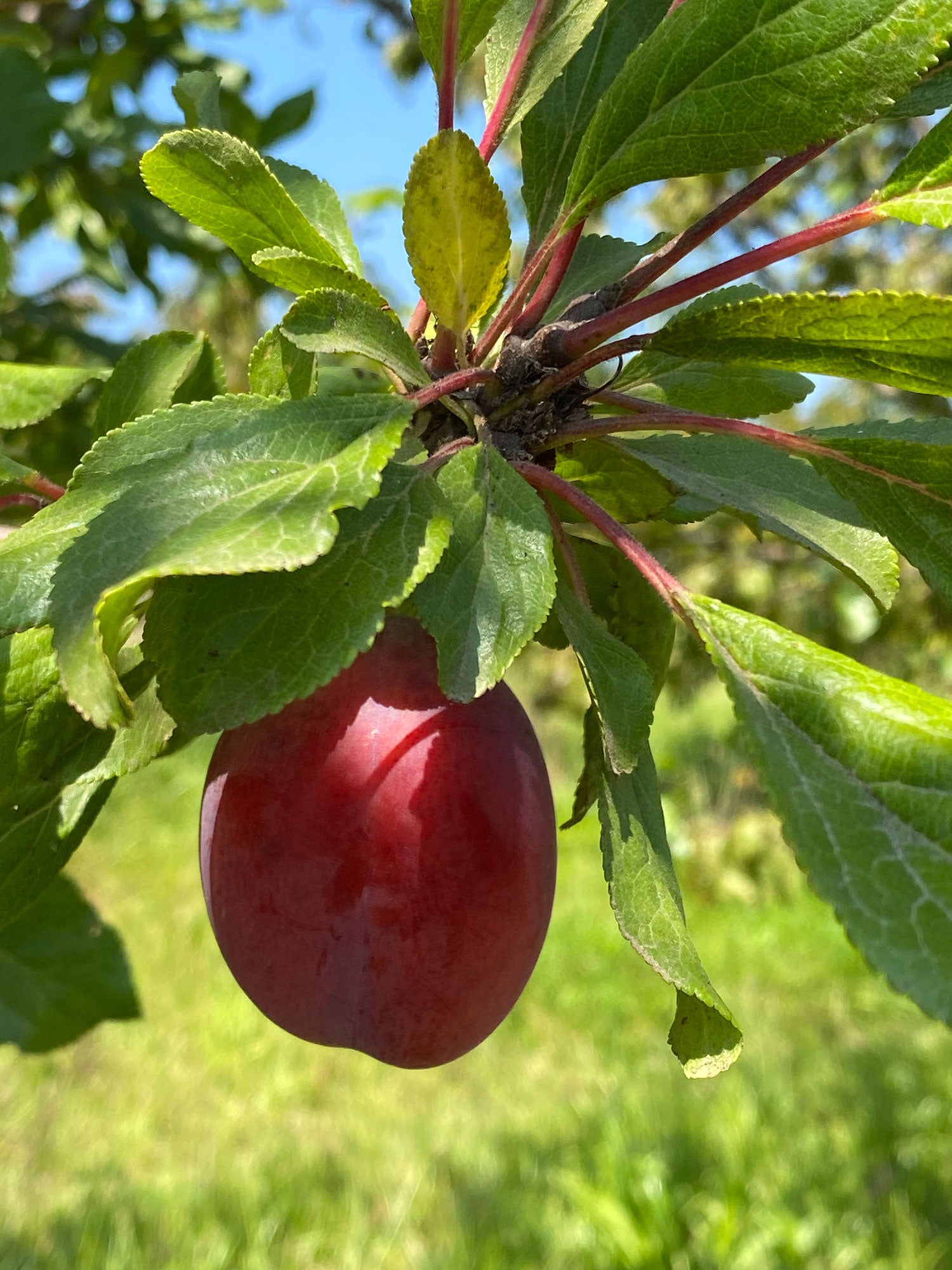 slow-time-and-the-tasty-rewards-of-diversity-birdsong-orchards