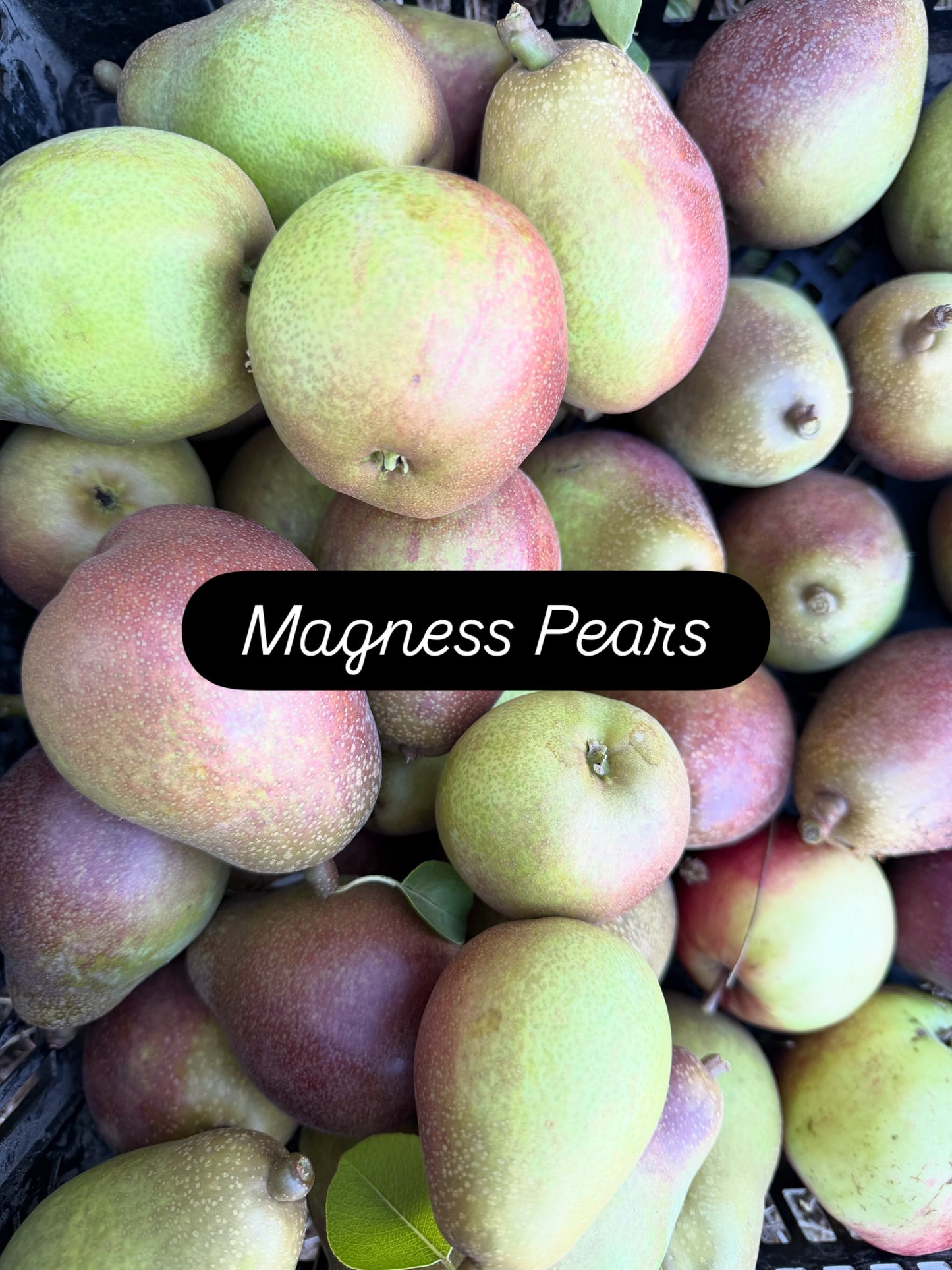 Magness Pears