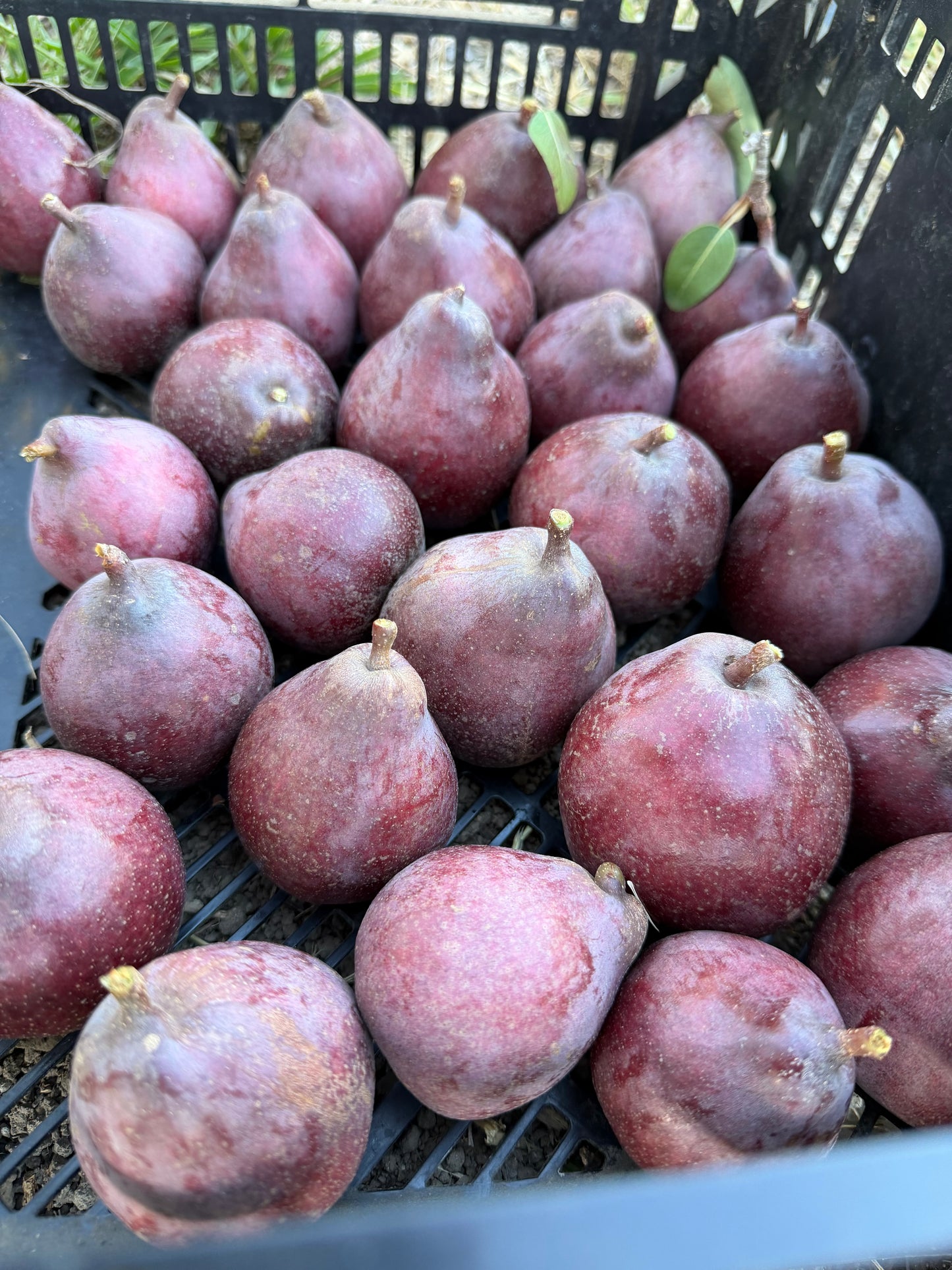 Red Anjou Pears