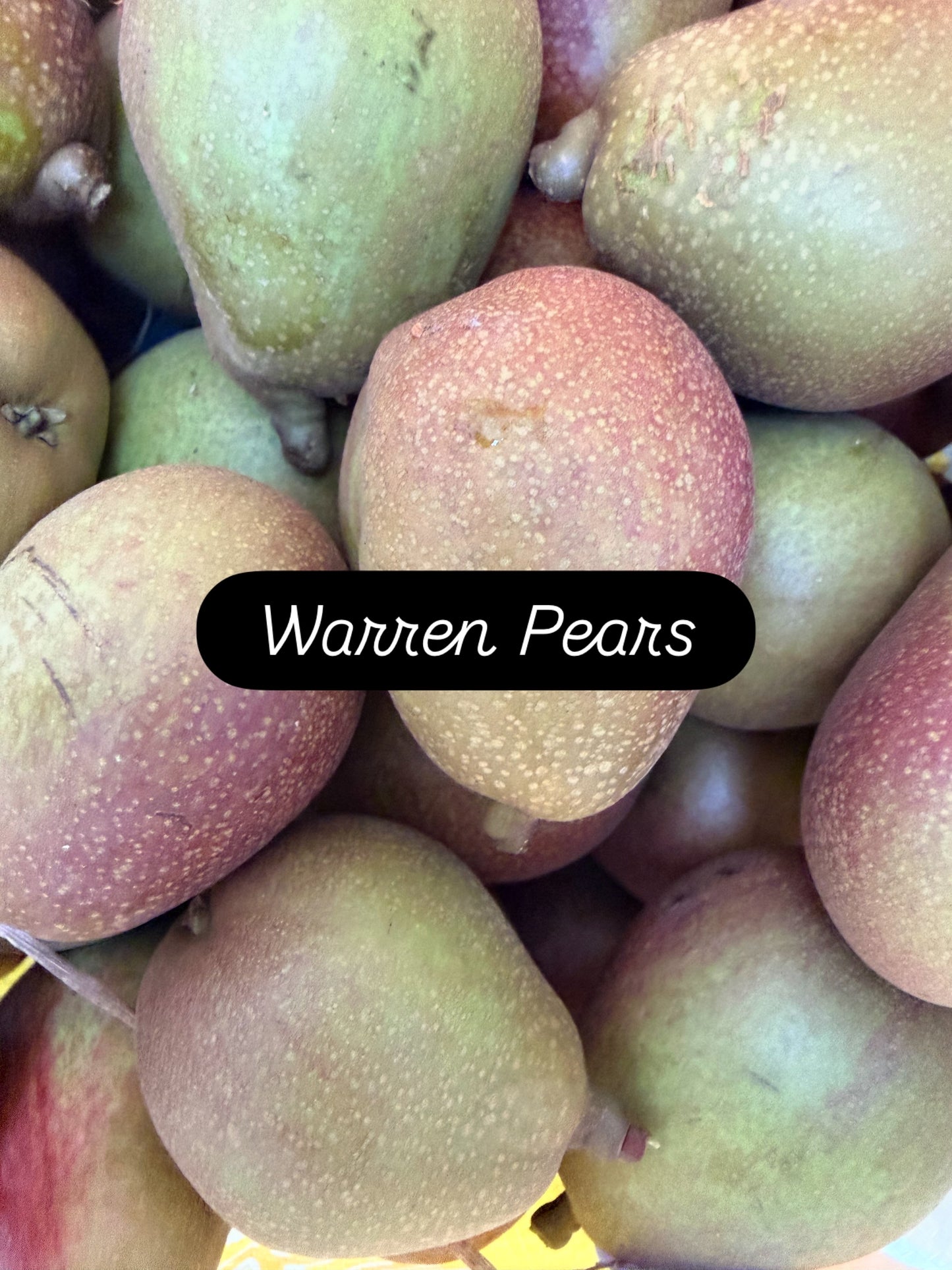 Warren Pears