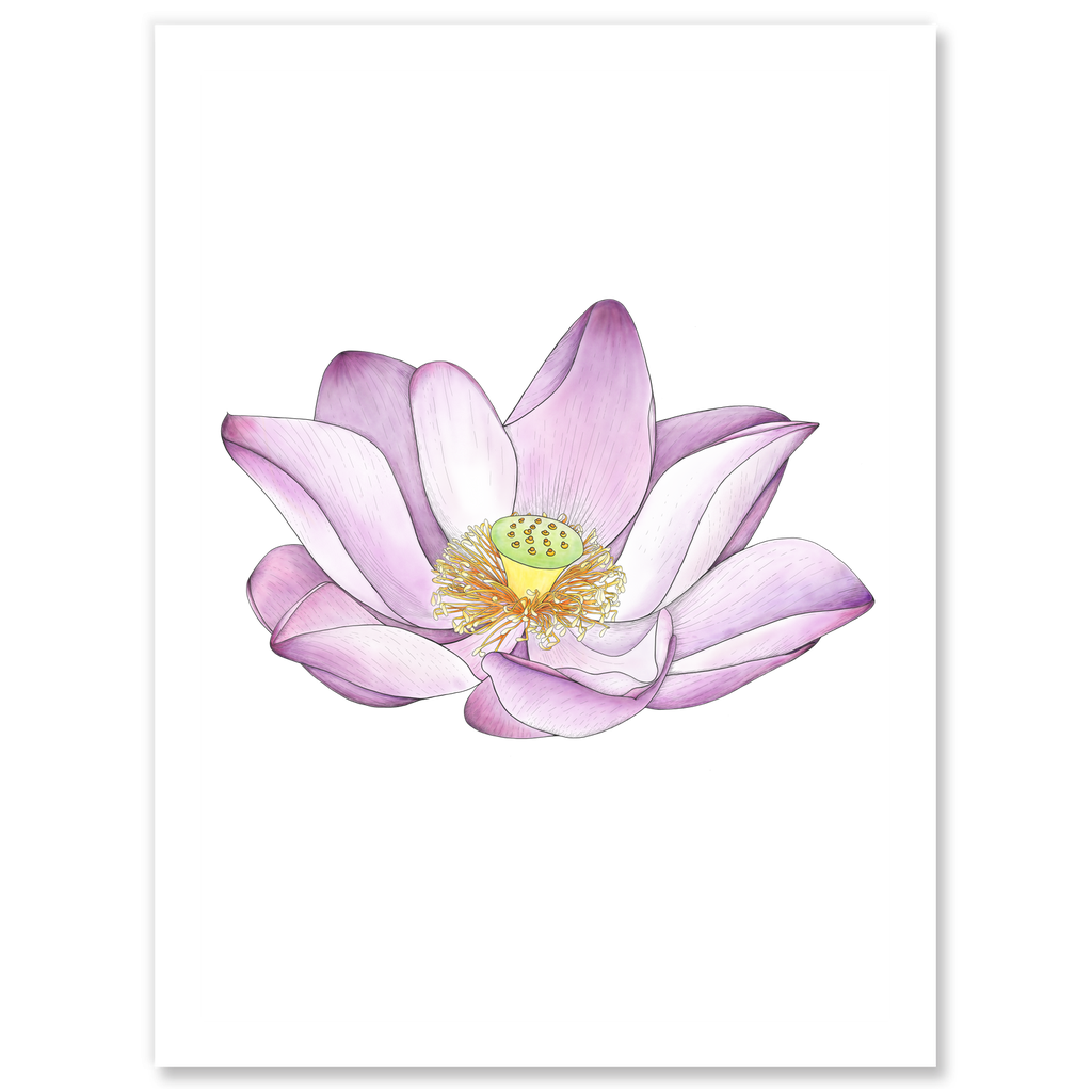 Lotus Sticker