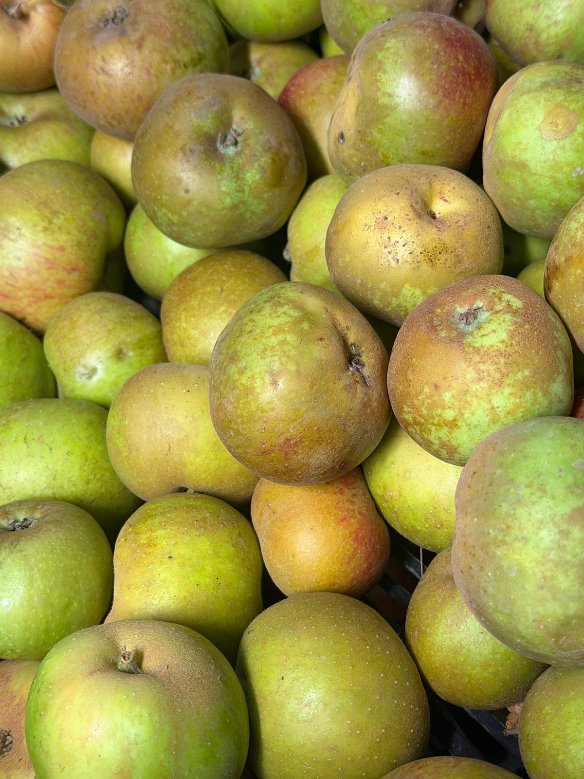 Bell de Boskoop Apples