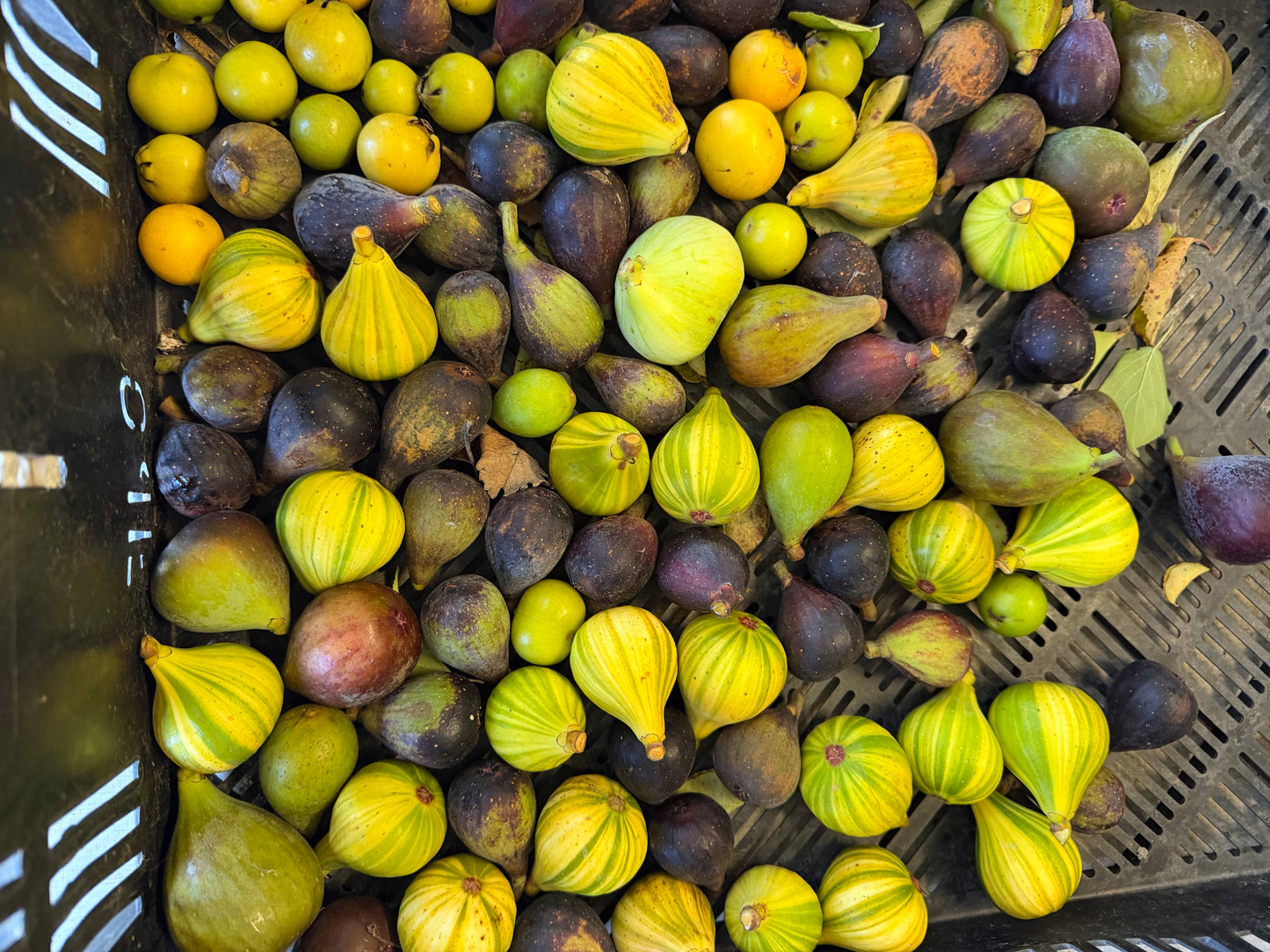 Mixed Figs