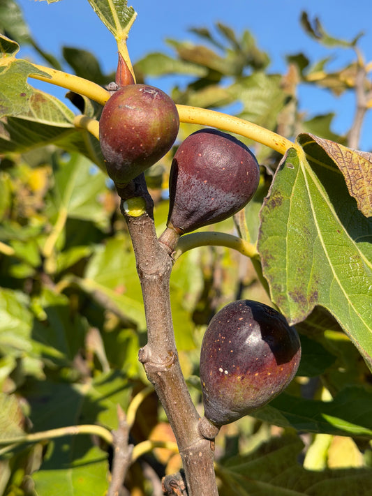 Friend of the Farm Level 2