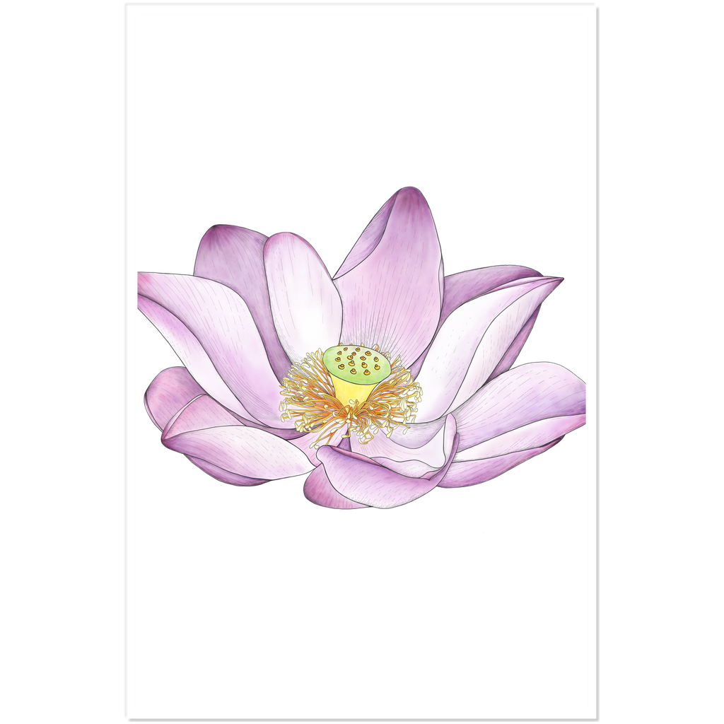 Lotus Sticker