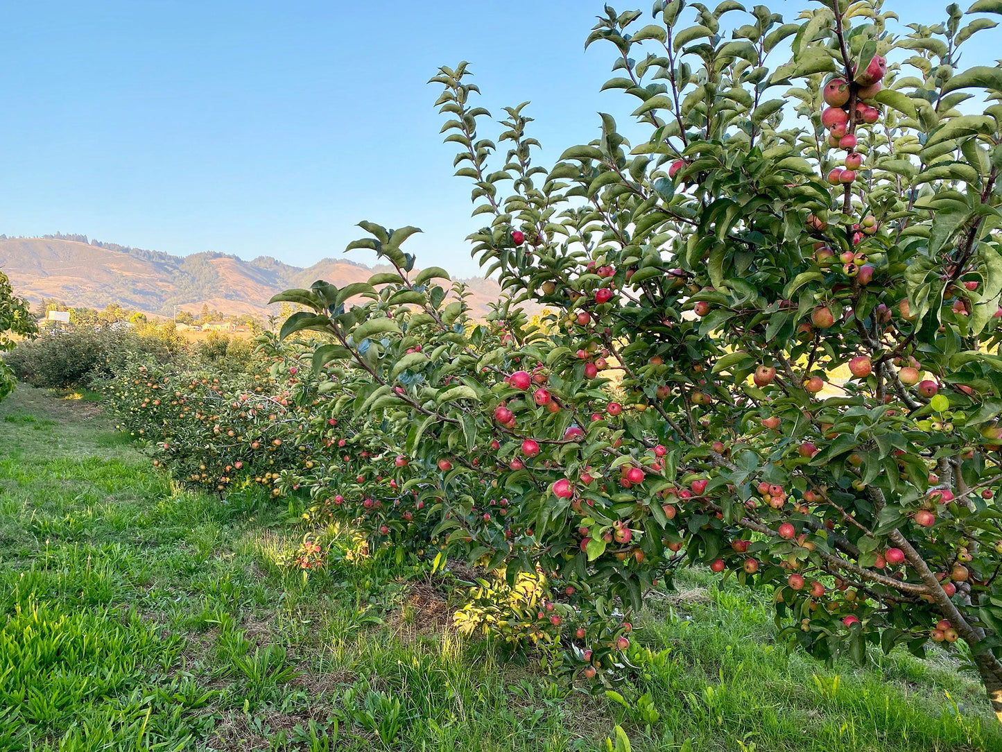 Heirloom Apple & Pear Orchard Walk & Tasting: October 8th