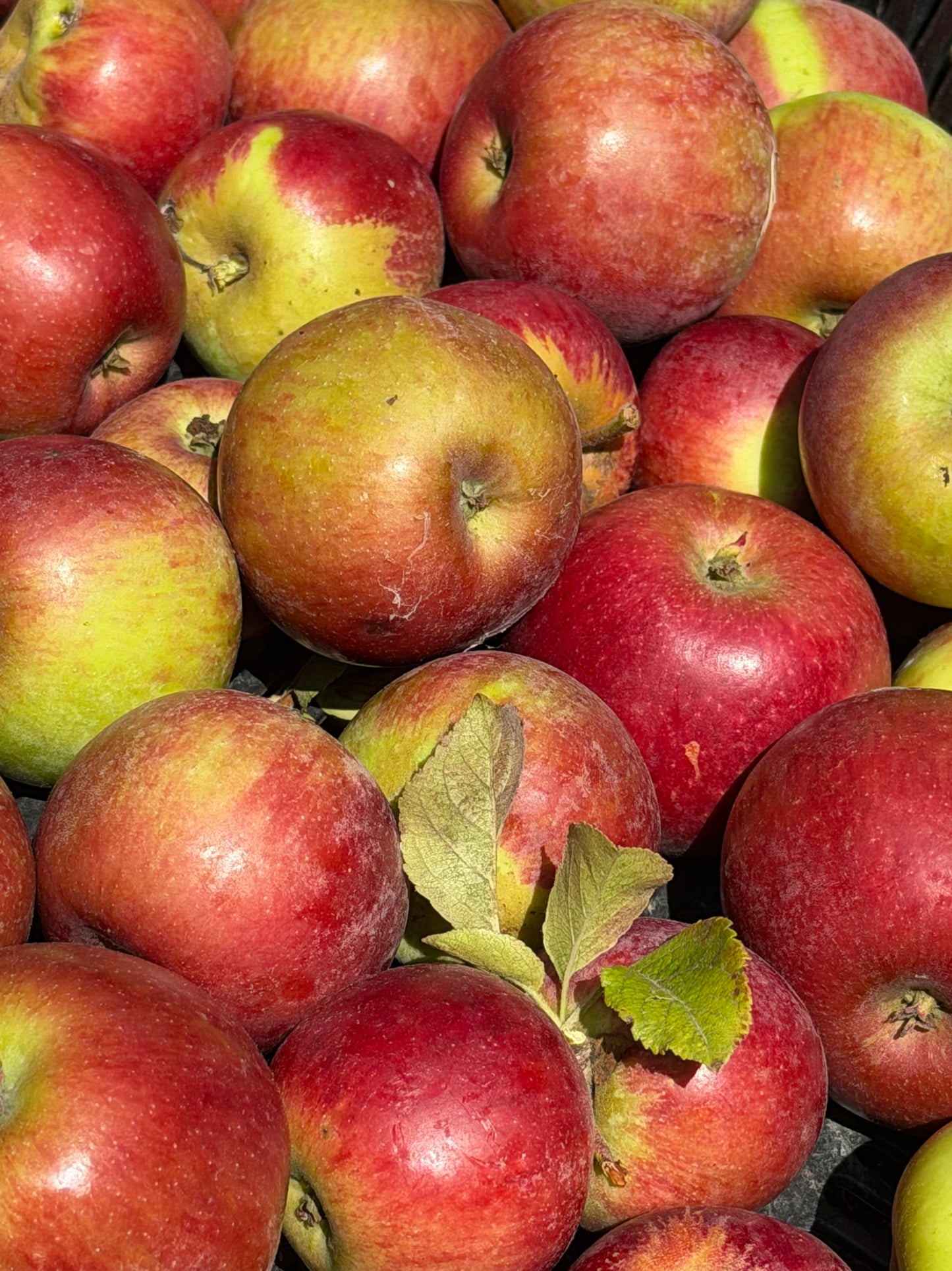 Ida Red Apples