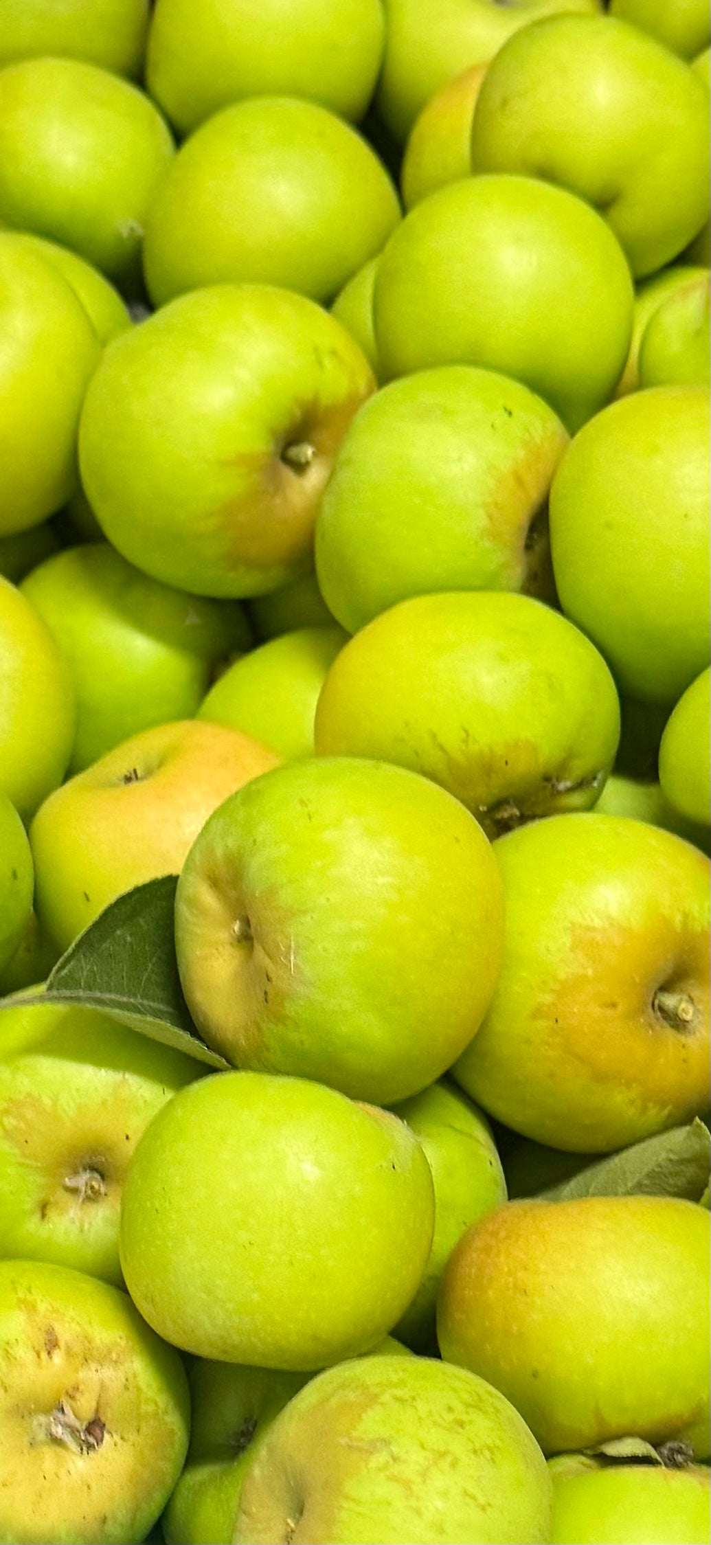 Grimes Golden Apples