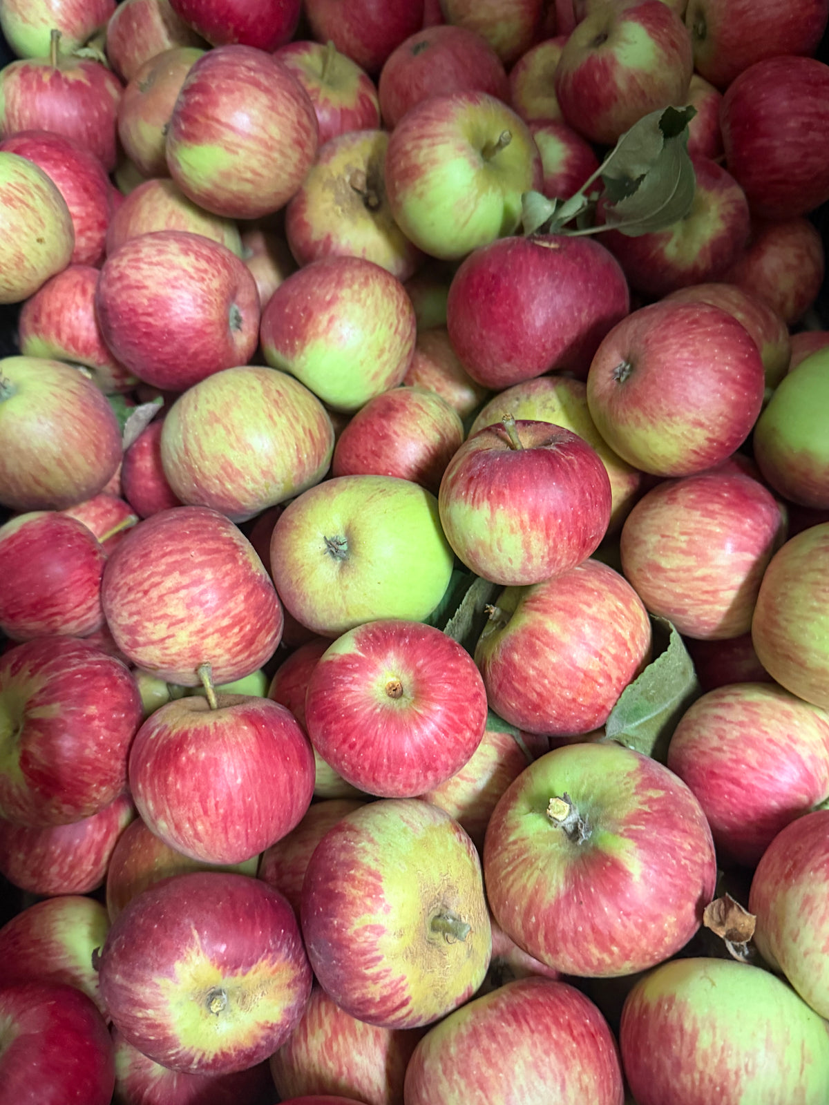 Waltana Apples