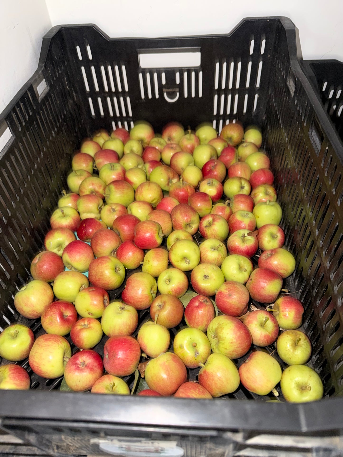 Wickson Apples