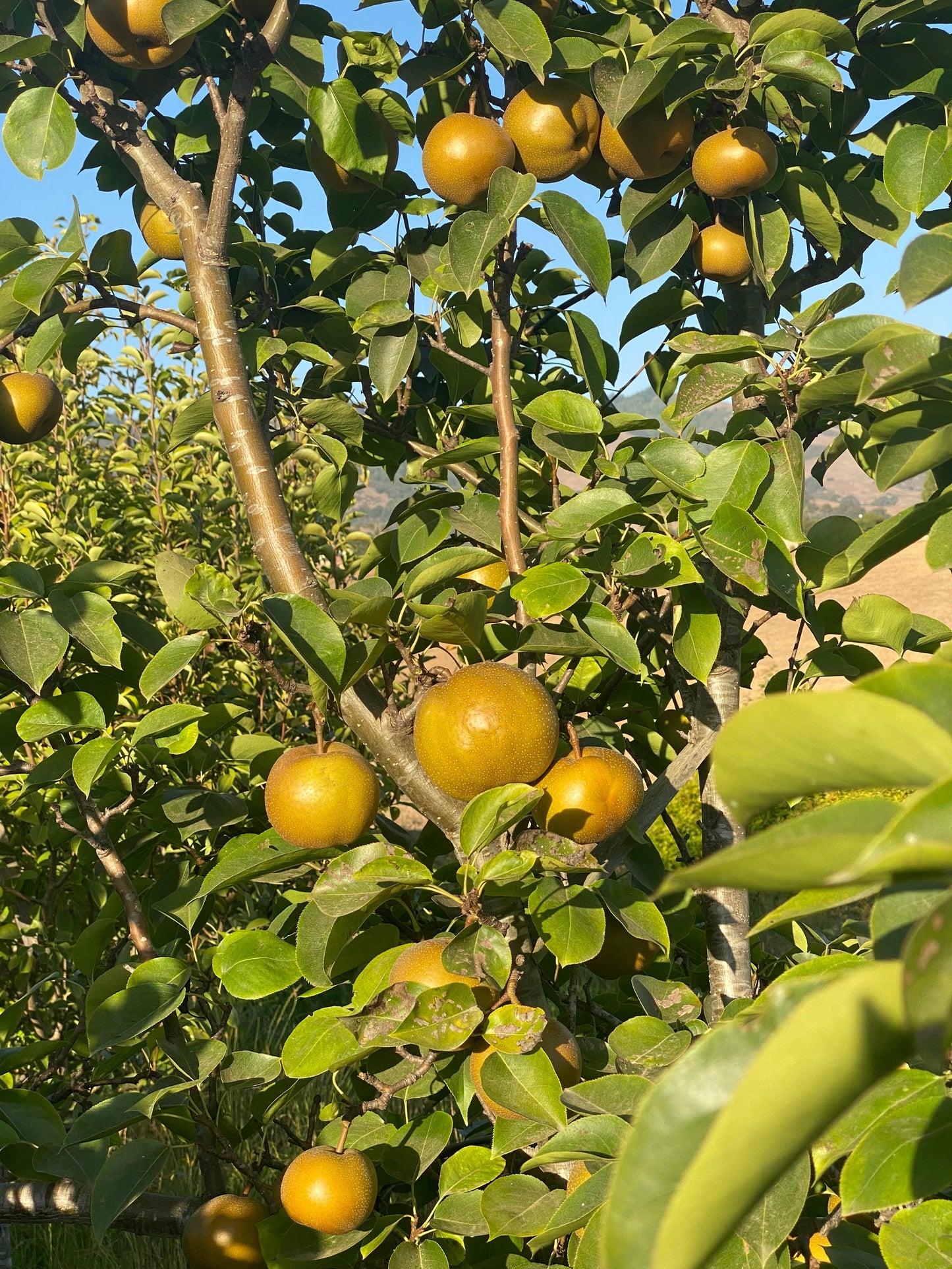 Heirloom Apple & Pear Orchard Walk & Tasting: October 8th