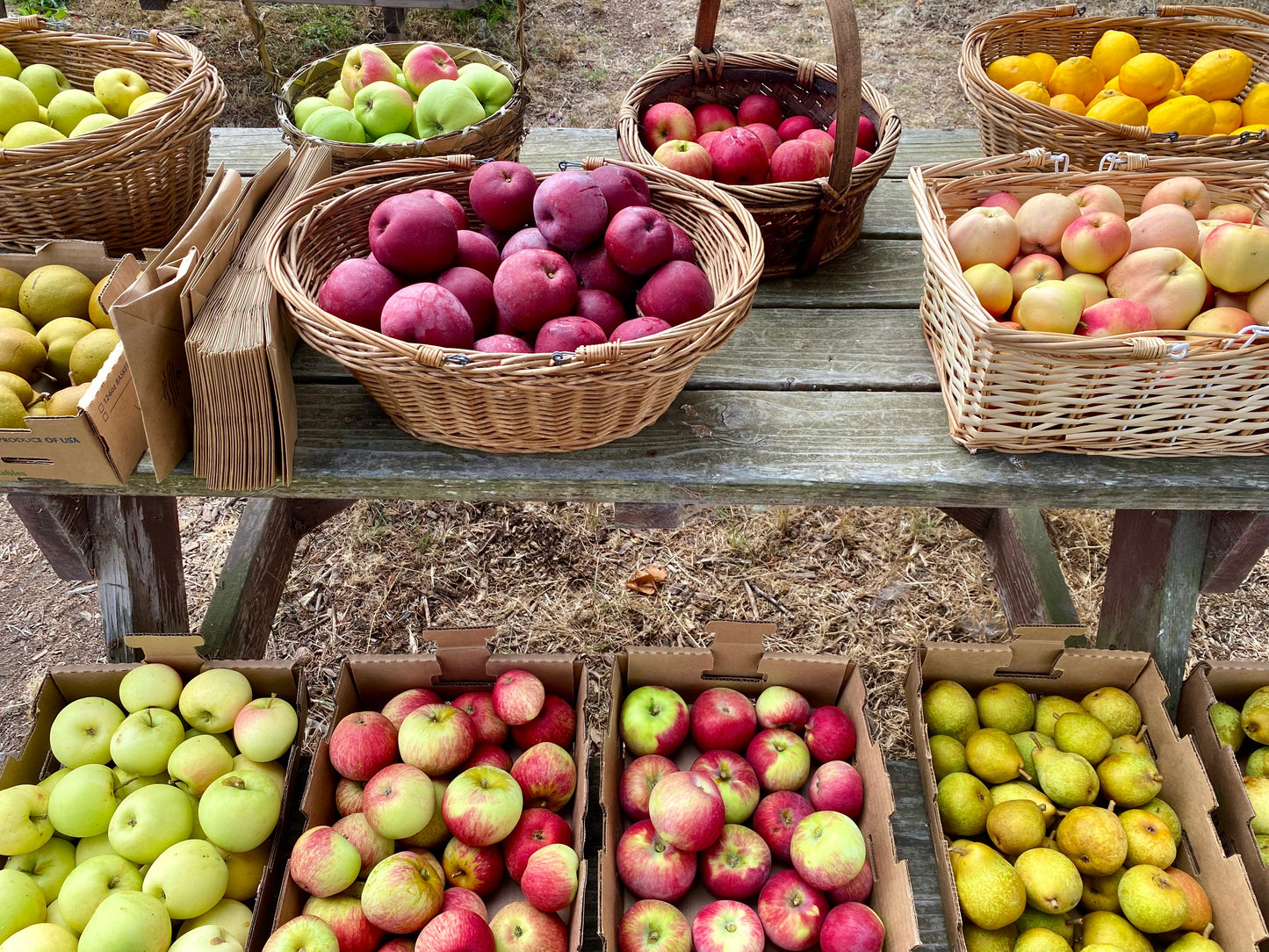 Heirloom Apple & Pear Orchard Walk & Tasting: October 8th