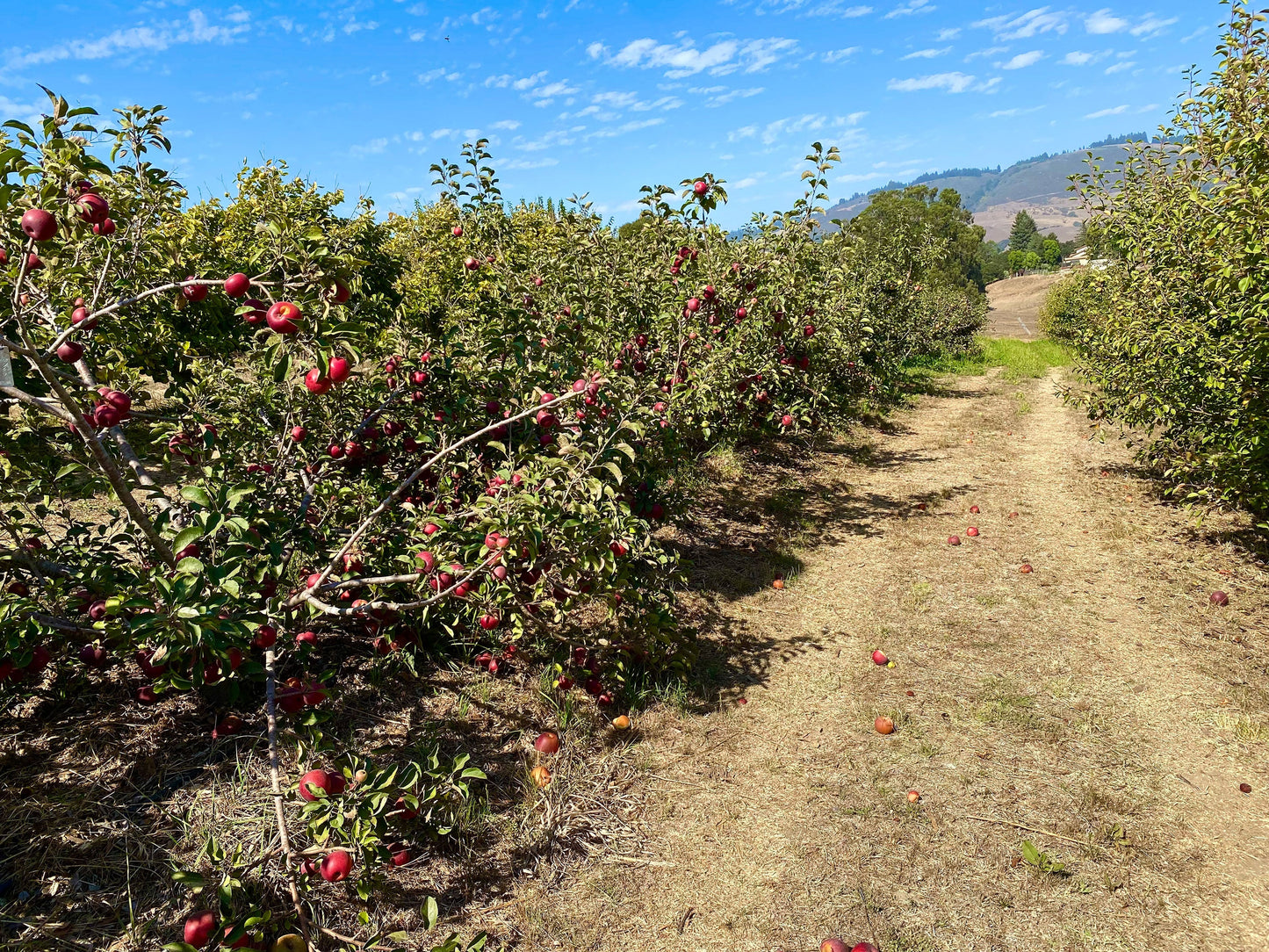 Heirloom Apple & Pear Orchard Walk & Tasting: October 8th