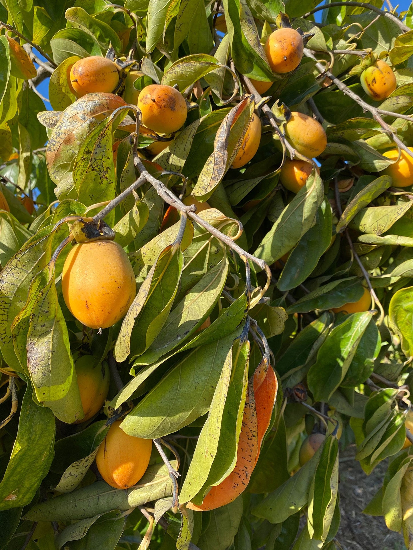 Persimmons & Hoshigaki Workshop - December 3rd