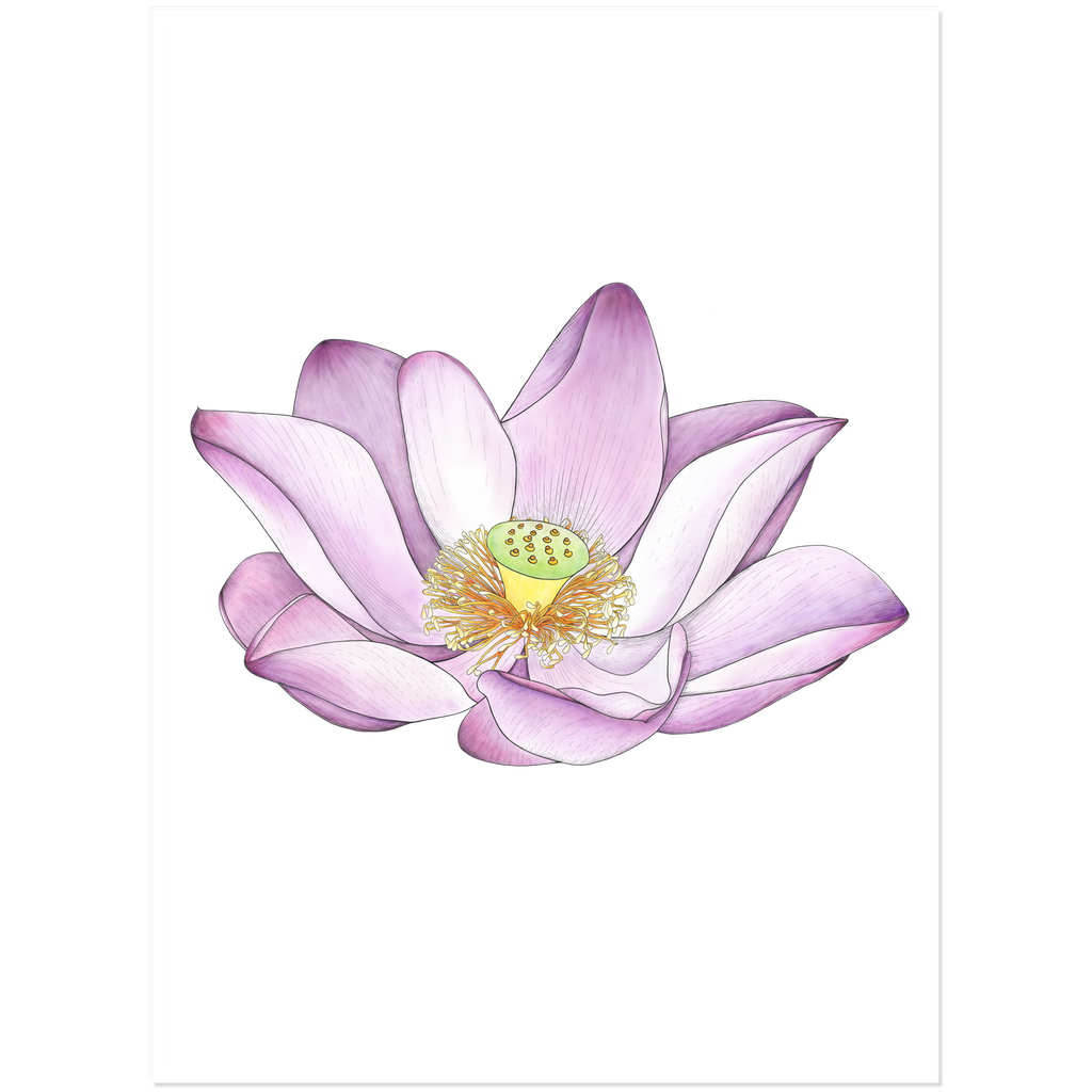 Lotus Sticker