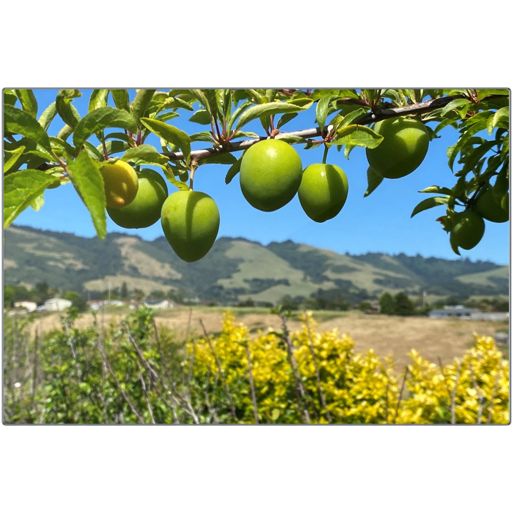 A Plum View - Metal Print