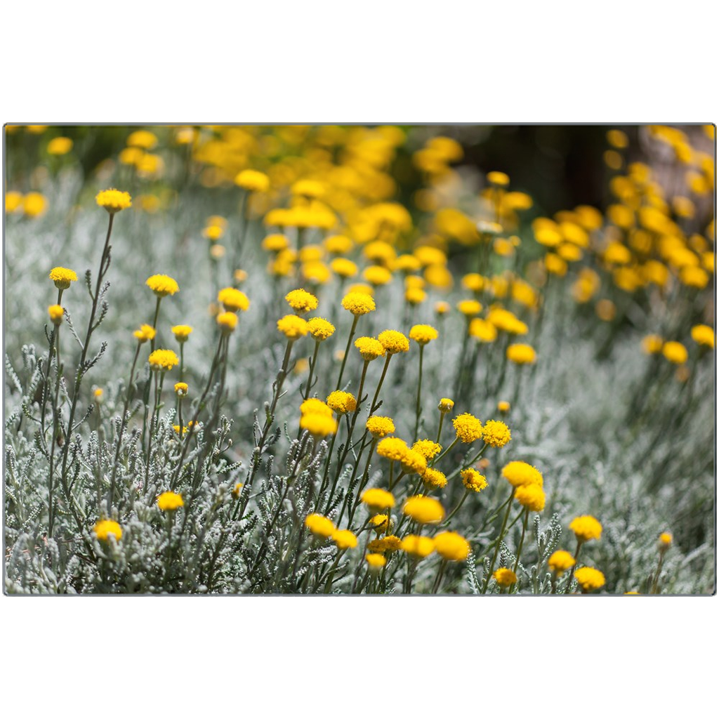 Santolina Chamaecyparissus - Metal Prints