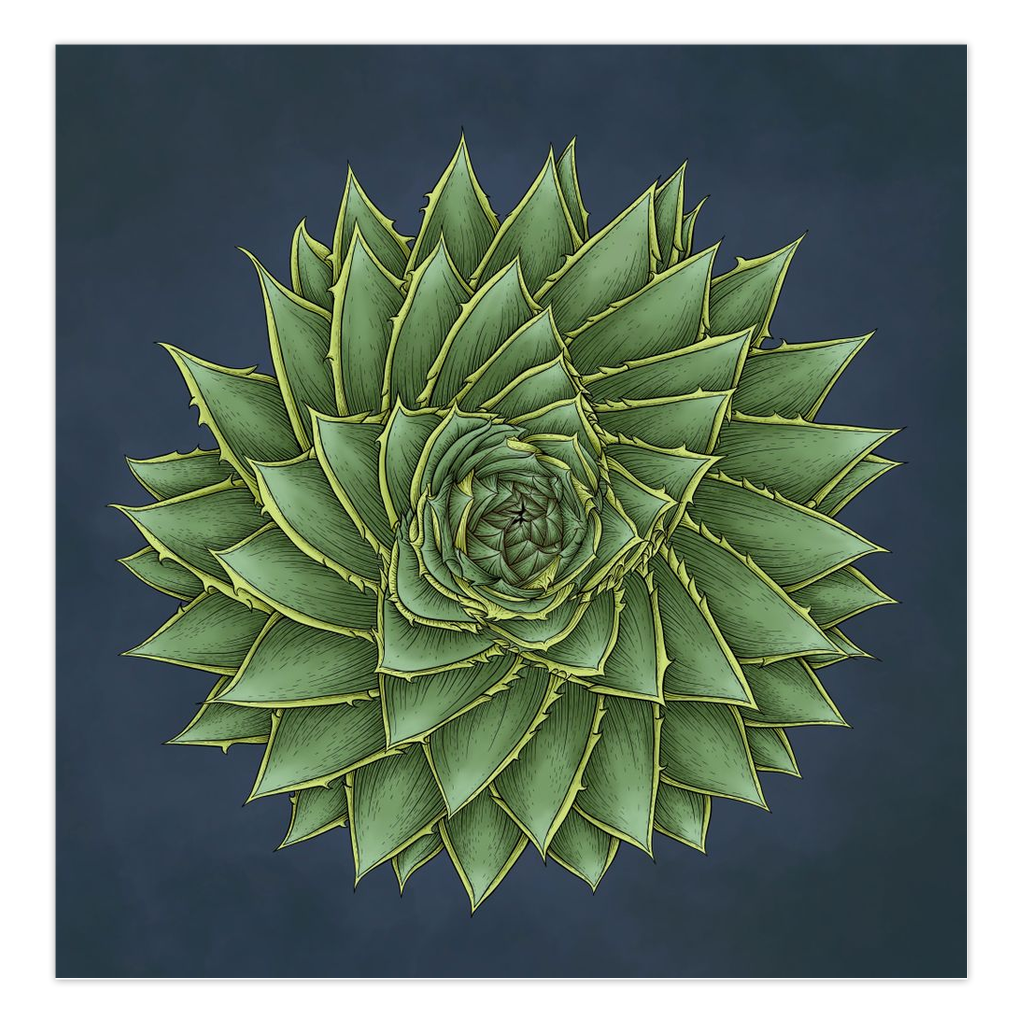 Succulent Symmetry