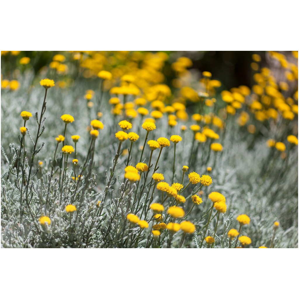 Santolina Chamaecyparissus - Metal Prints