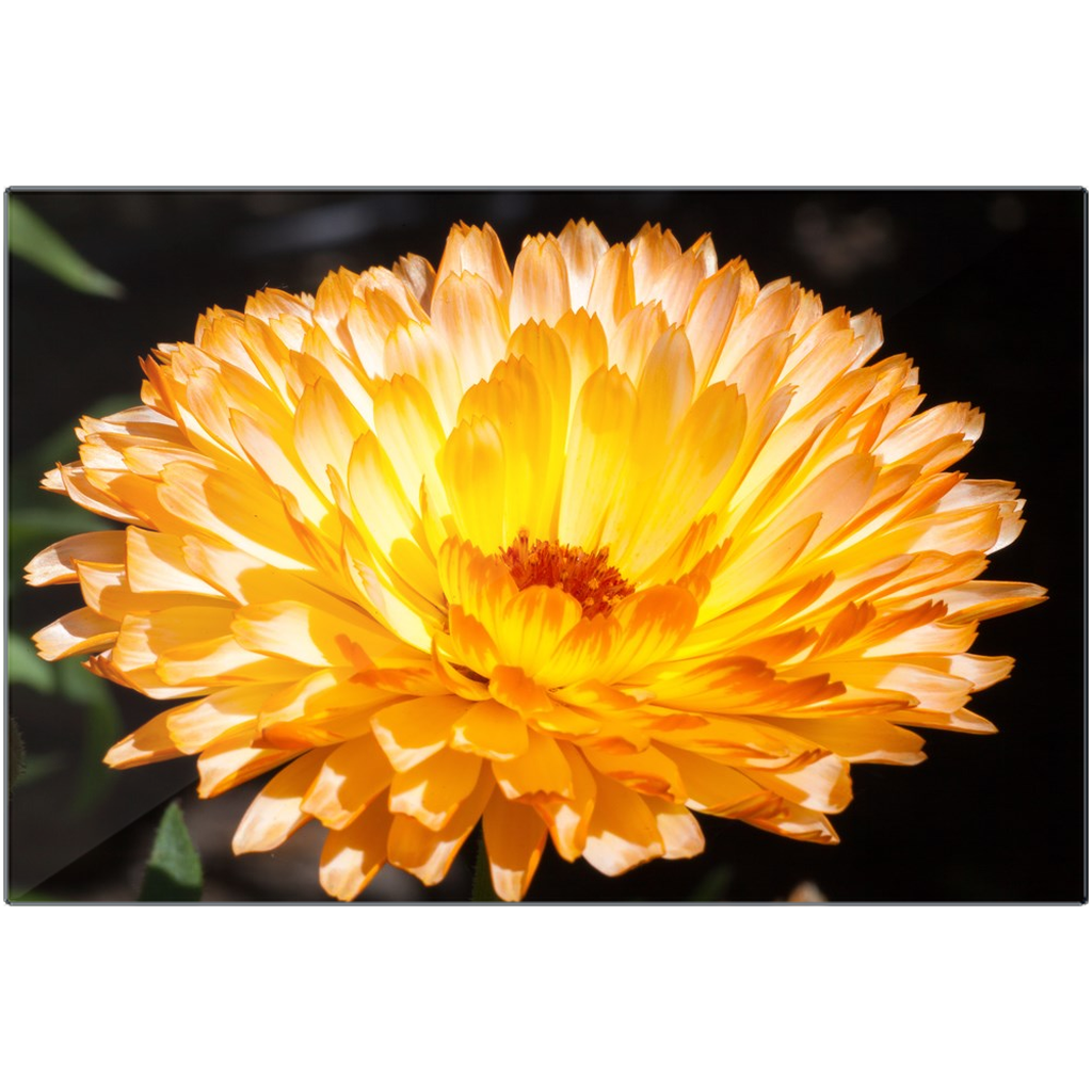 Straw Flower - Metal Prints
