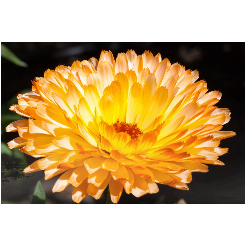 Straw Flower - Metal Prints