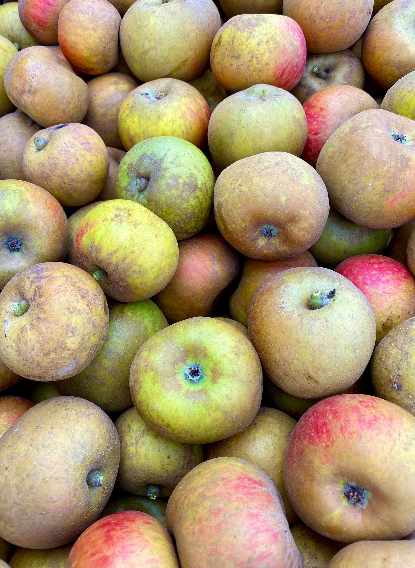 Ashmead's Kernel Apples