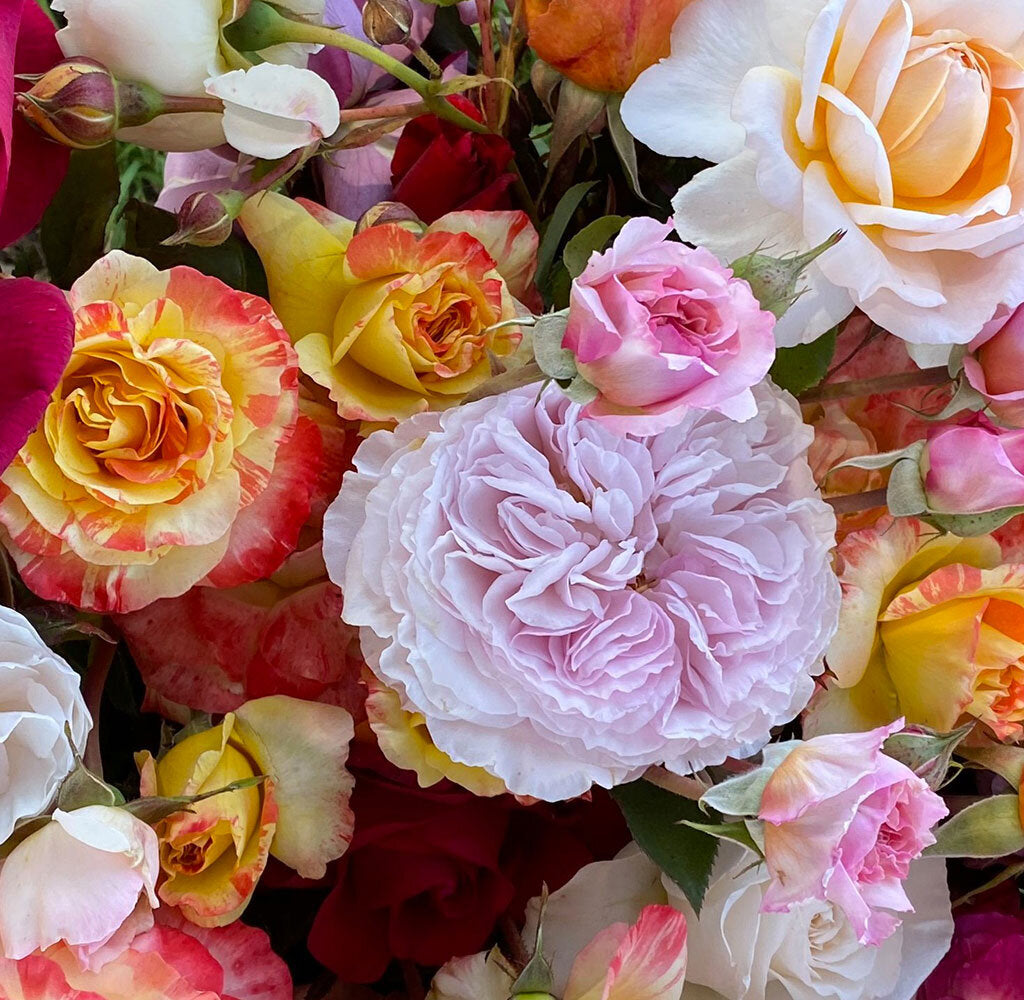 U-Cut Roses - Vase