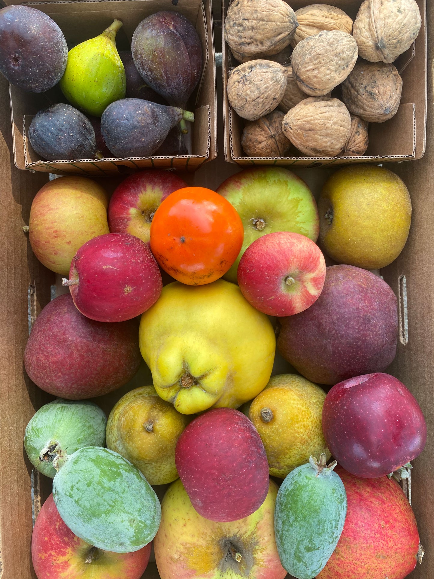 Fall Harvest Bounty Box