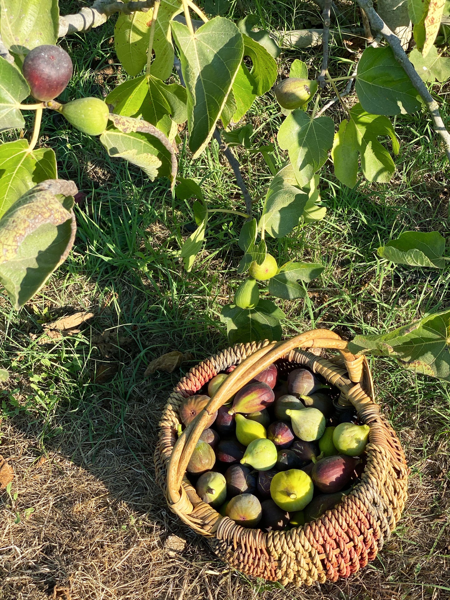 Mixed Figs