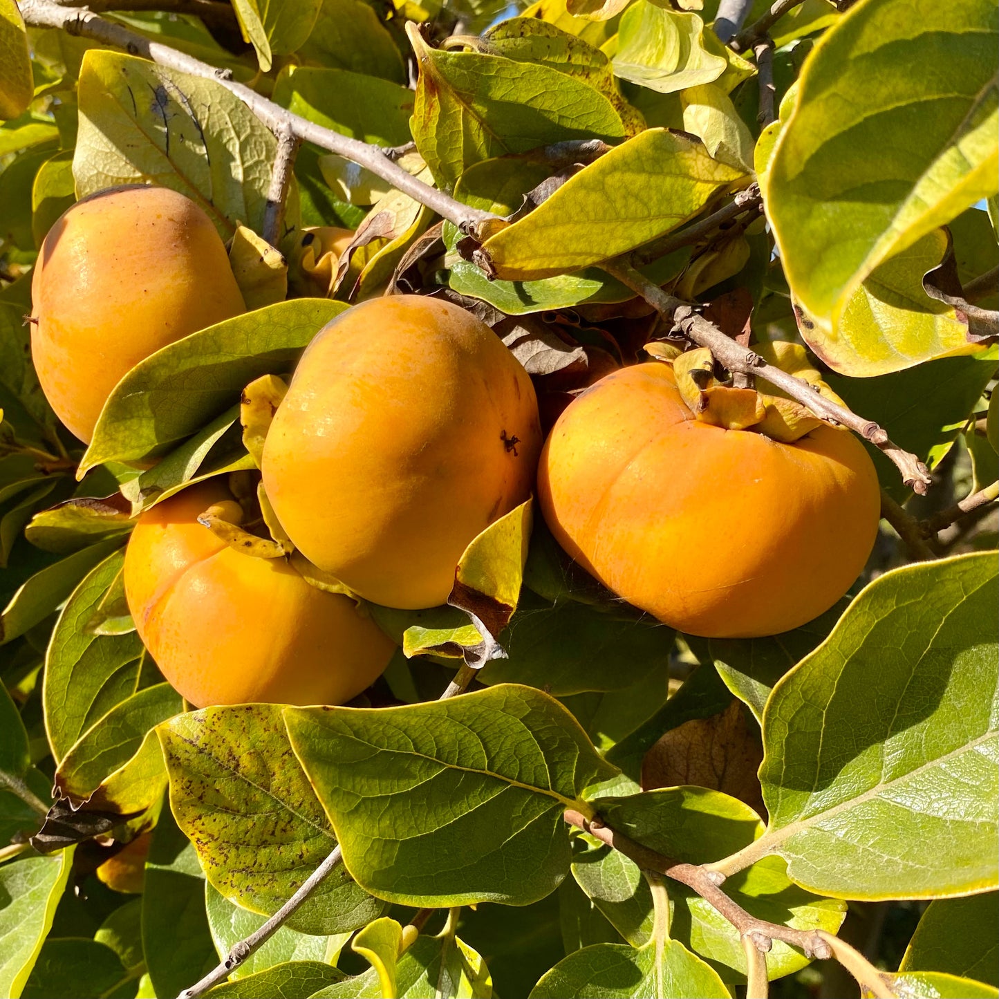 Fuyu Persimmons