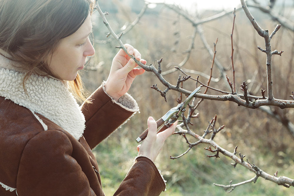Winter Pruning Workshop