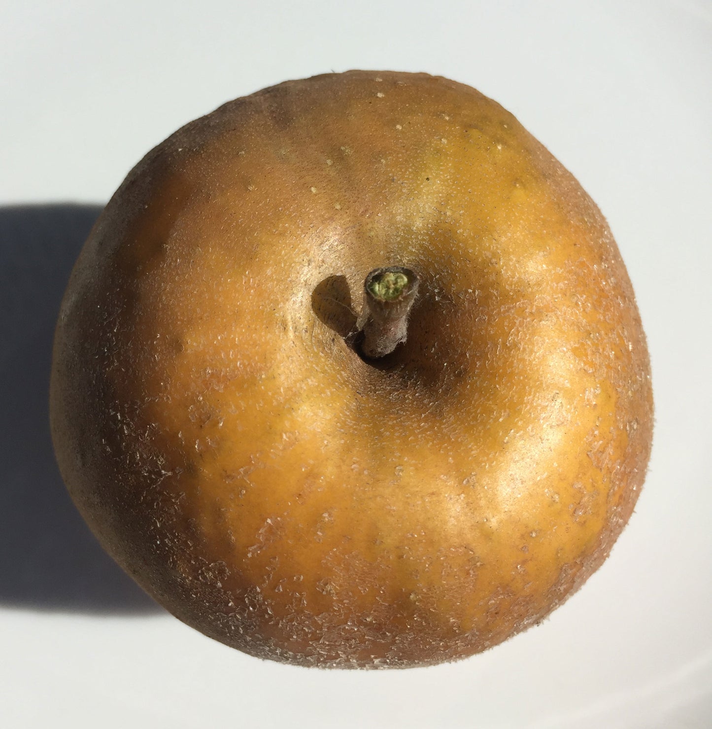 Hudson's Golden Gem Apples