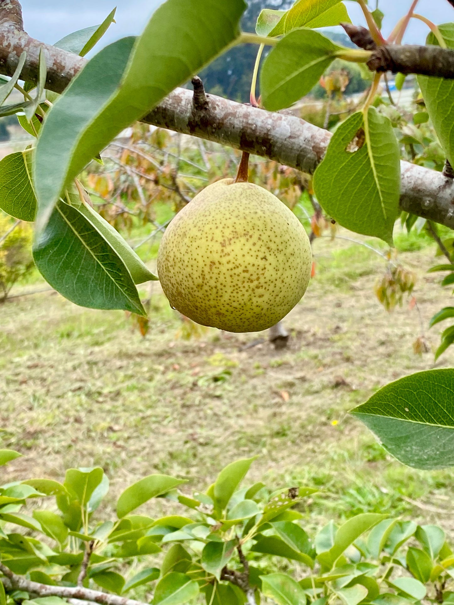Kieffer Pears