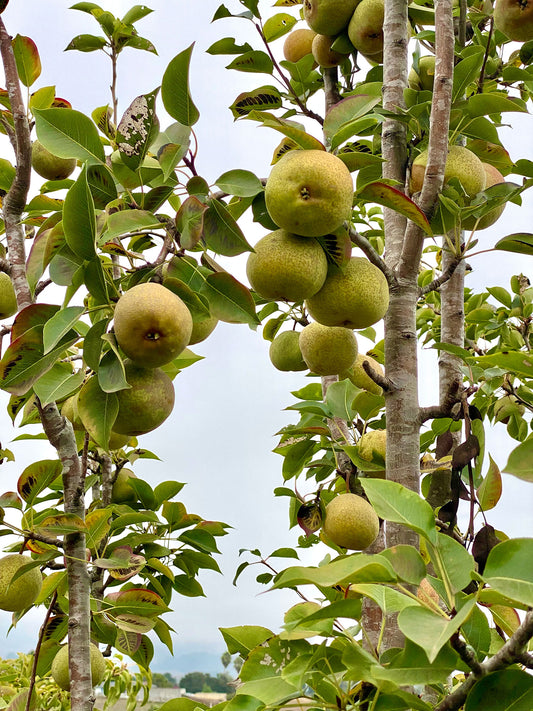 Kieffer Pears