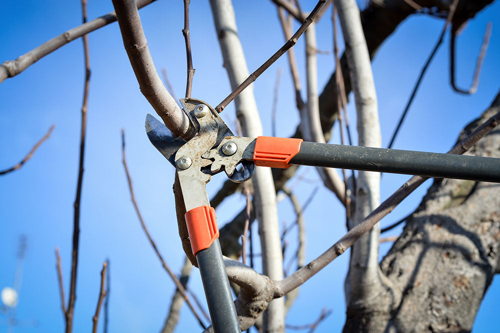 Winter Pruning Workshop
