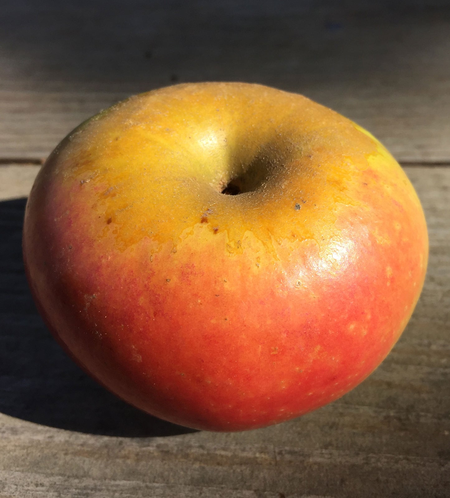 Newtown Pippin Apples