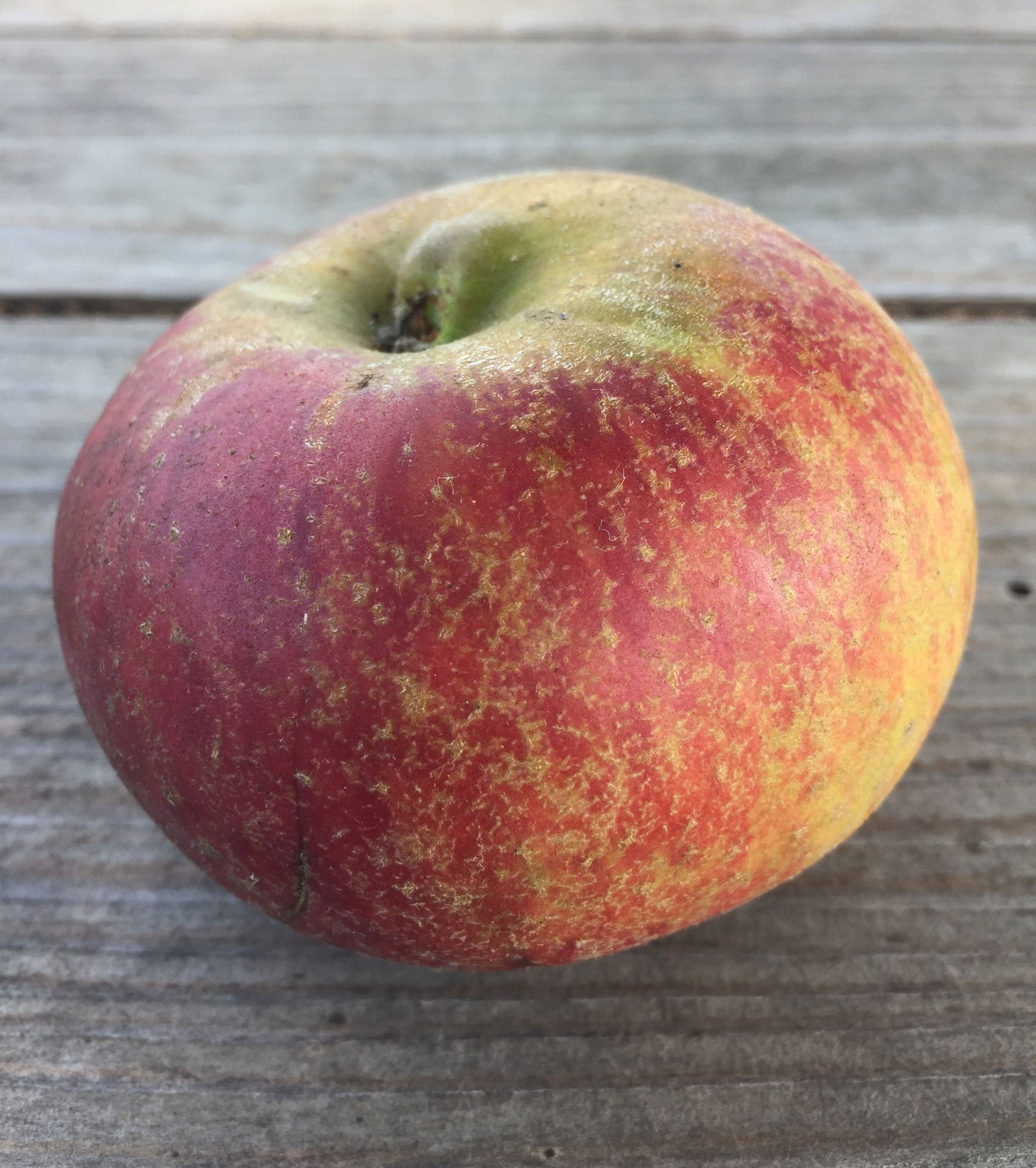 Orleans Reinette Apples