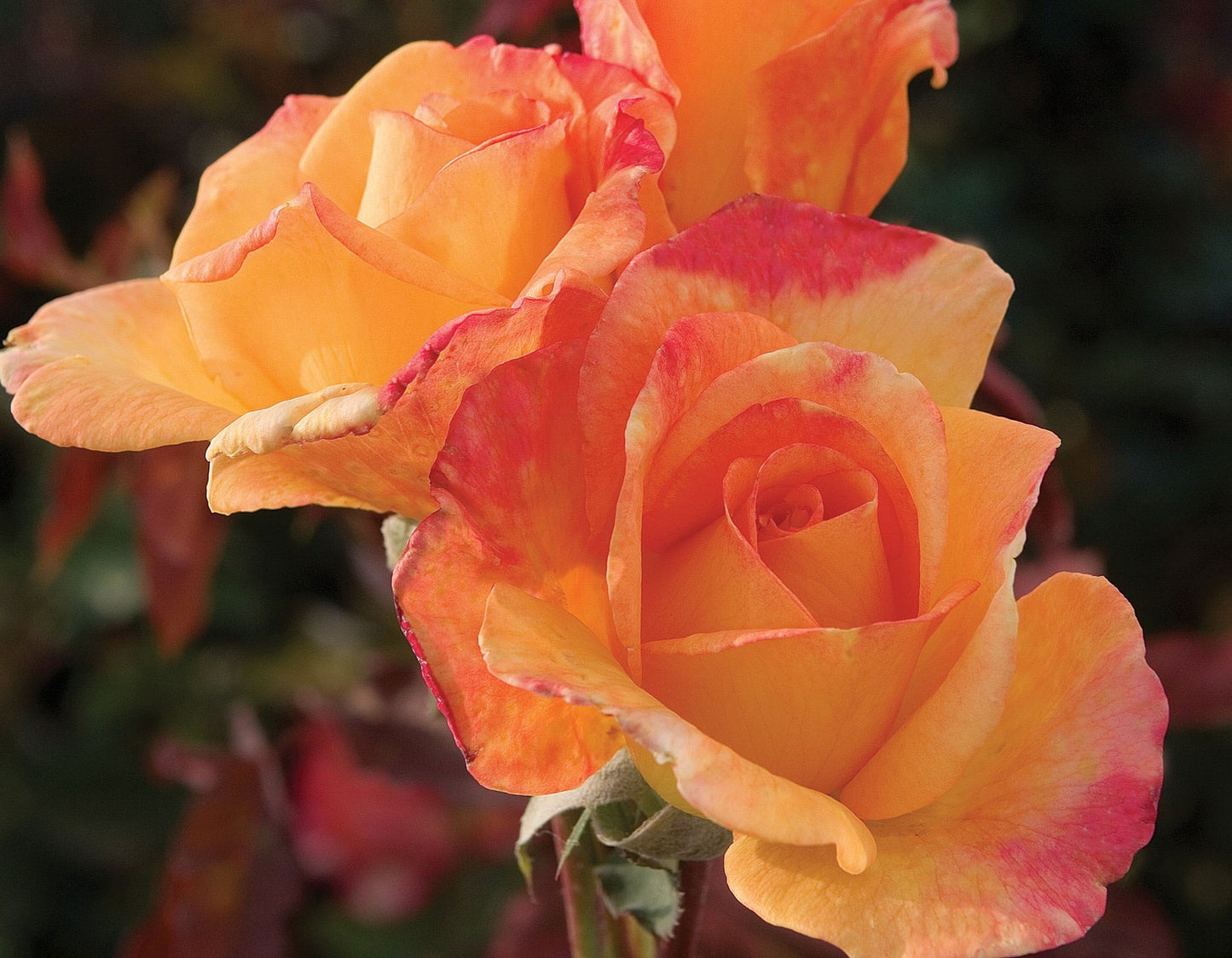 Potted Rose