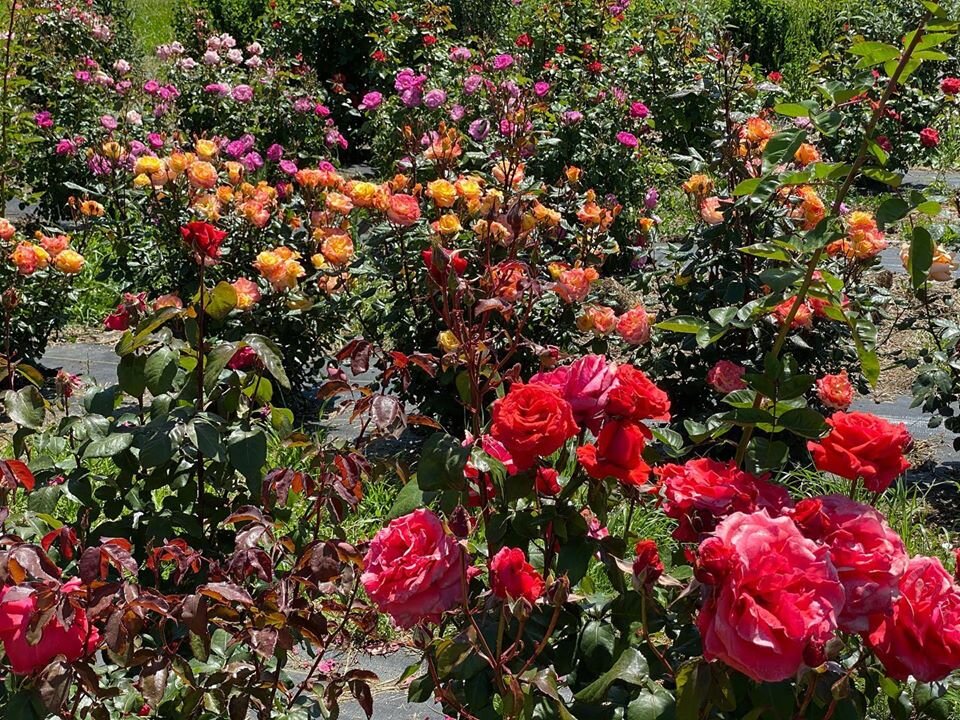 U-Cut Roses - Vase