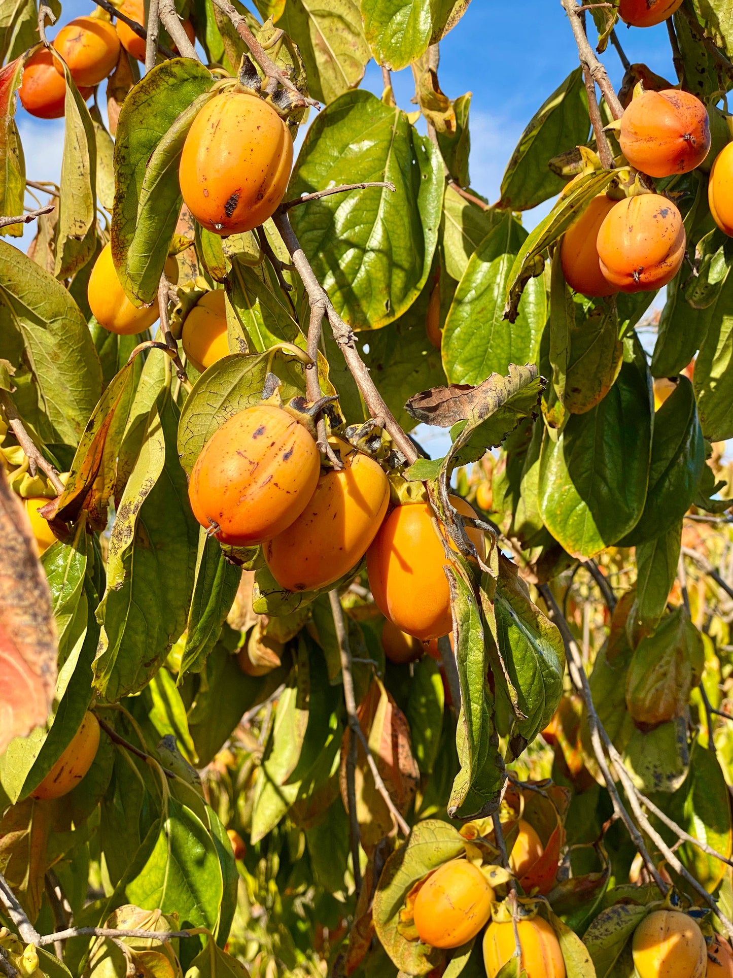 Saijo Persimmons