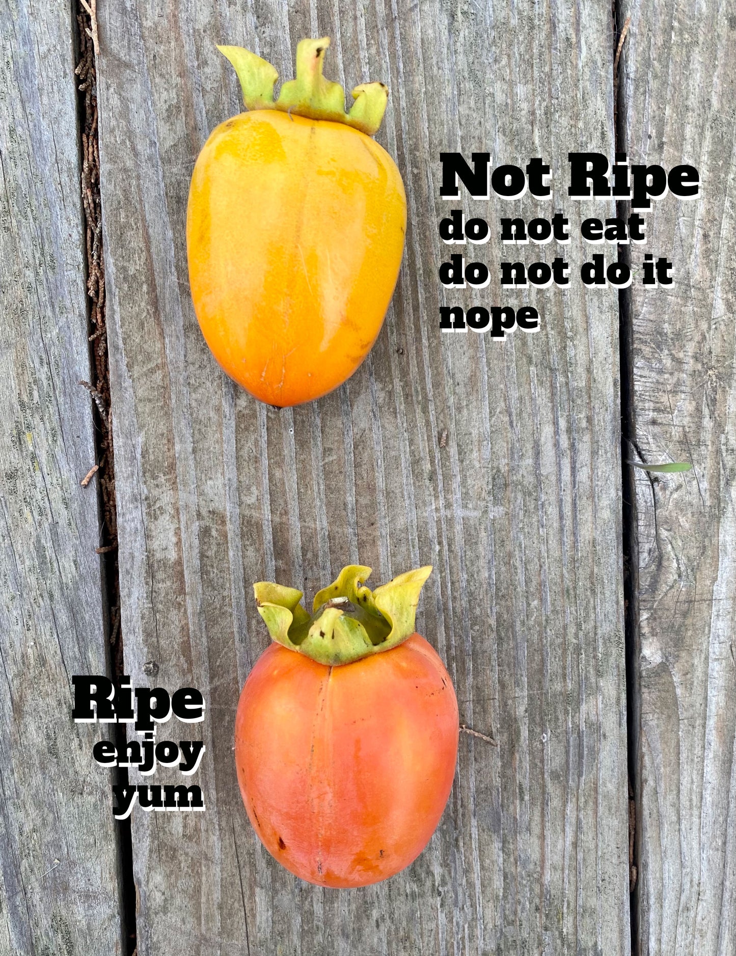 Saijo Persimmons