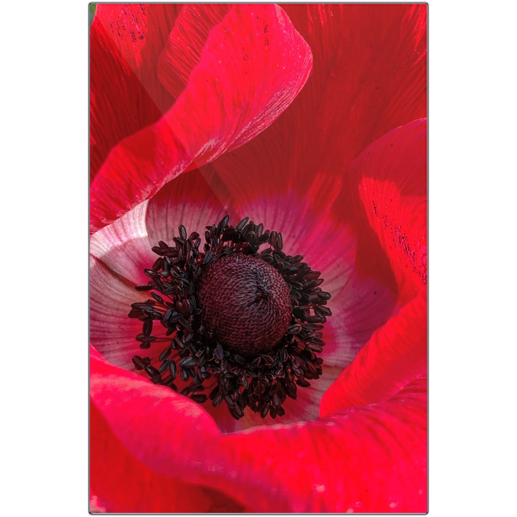 Papaver Orientale - Metal Print