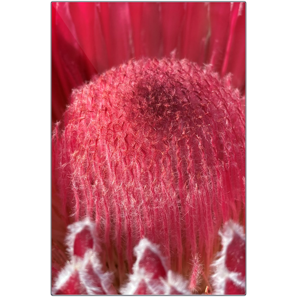 Protea Cynaroides (Macro) - Metal Print