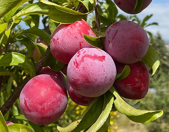 Peak Purple Plums! – Birdsong Orchards